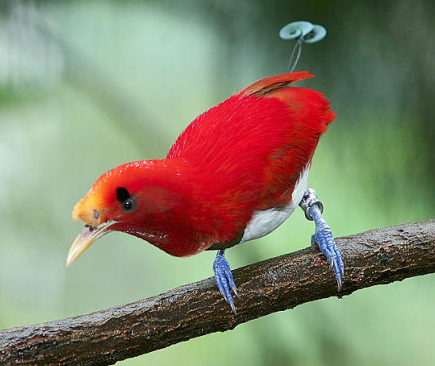 萨克森极乐鸟,是极乐鸟中非常奇特一种.