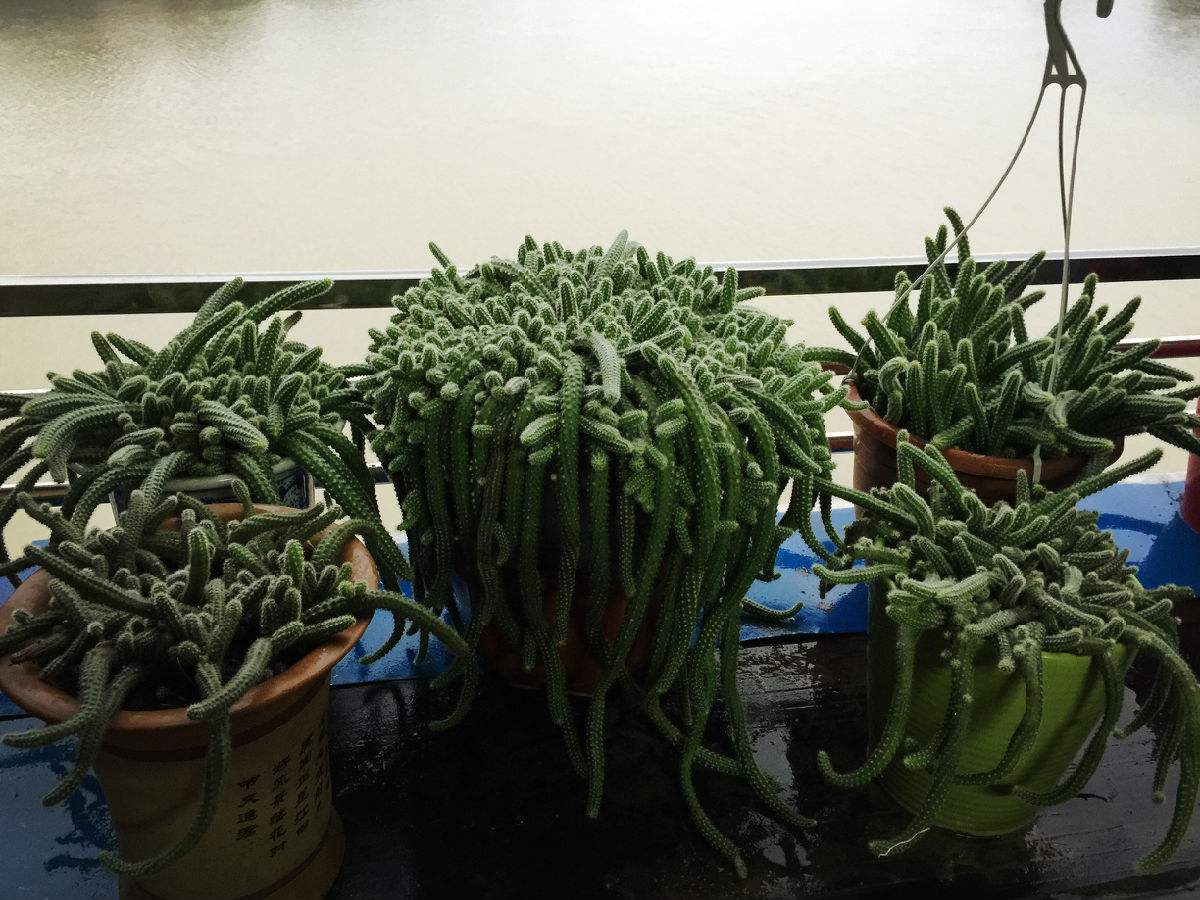 鼠尾掌(细柱孔雀)的简单介绍