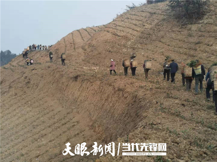 荒山变茶山!正安大堡村撂荒地变"致富园!