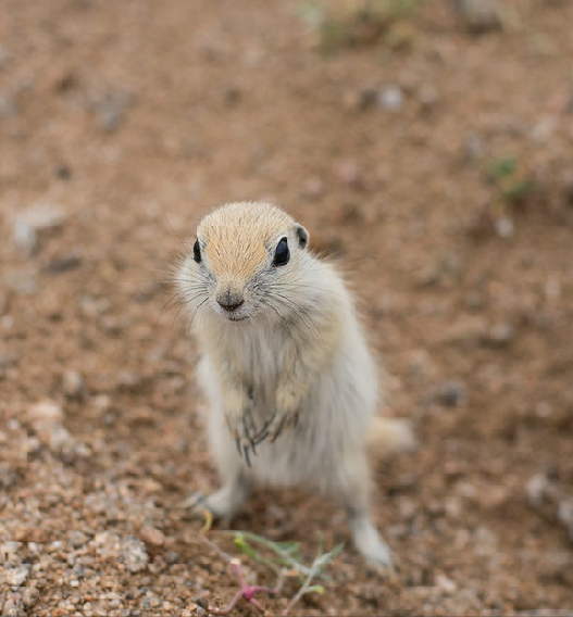 北非肥尾沙鼠非常可爱,但不旦它们外表上像仓鼠,连行为也很像仓鼠.