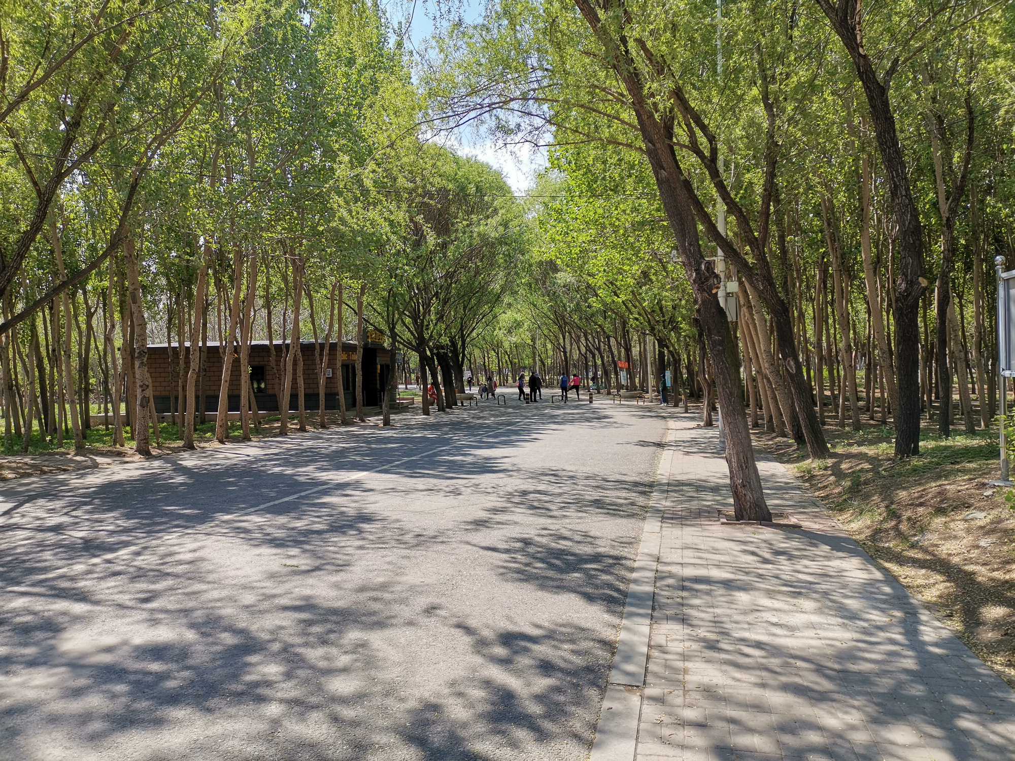 五一市内游,城市绿肺,天然氧吧,沈阳铁西森林公园