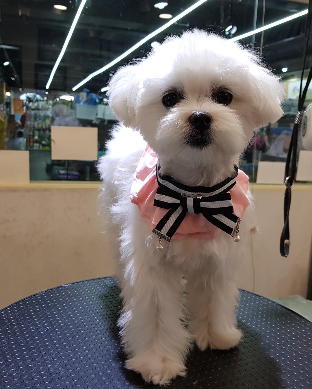 宠狗狂魔joy上线 暴风更新小太阳近照