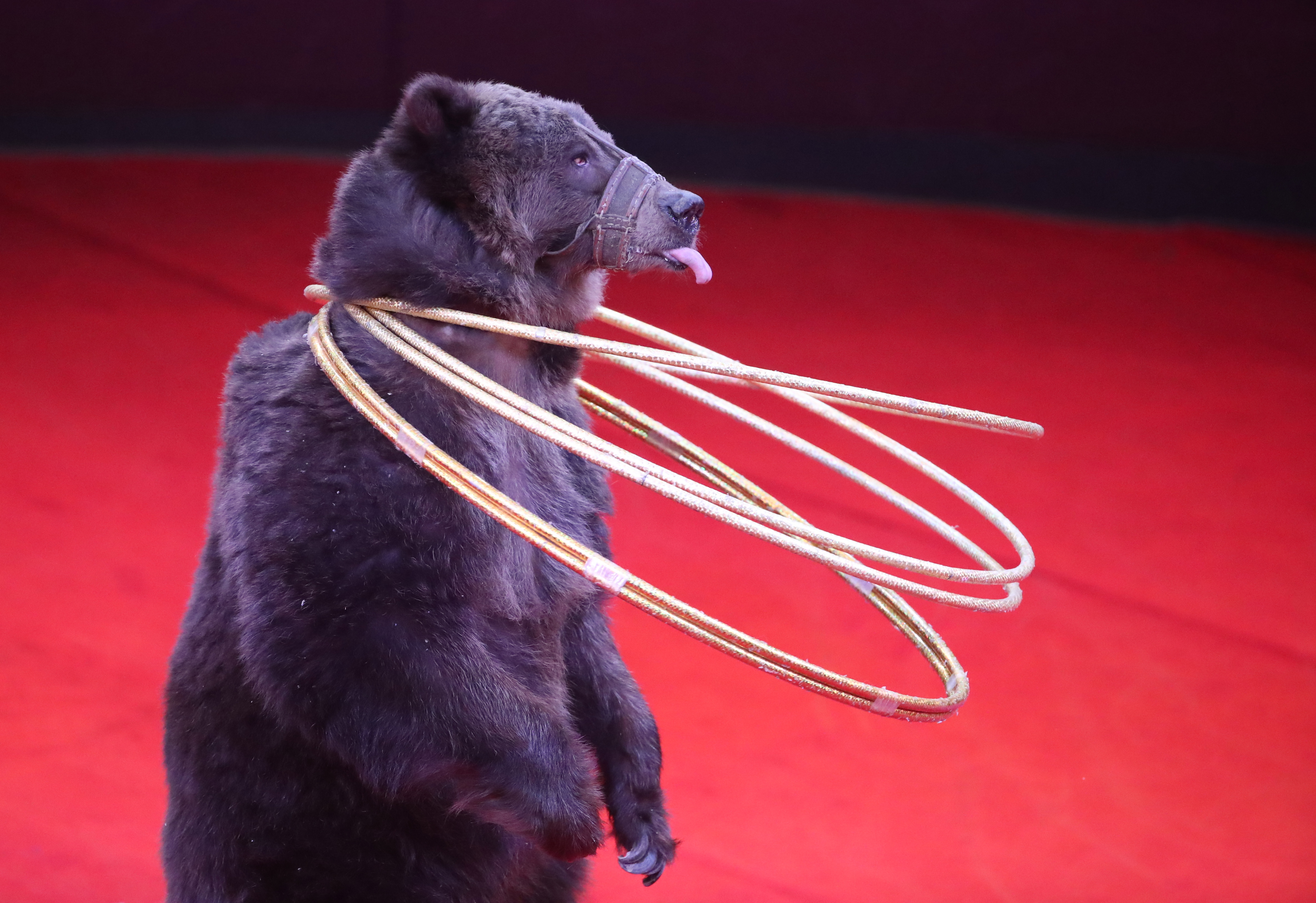 白俄罗斯国家马戏团庆祝成立60周年(3)