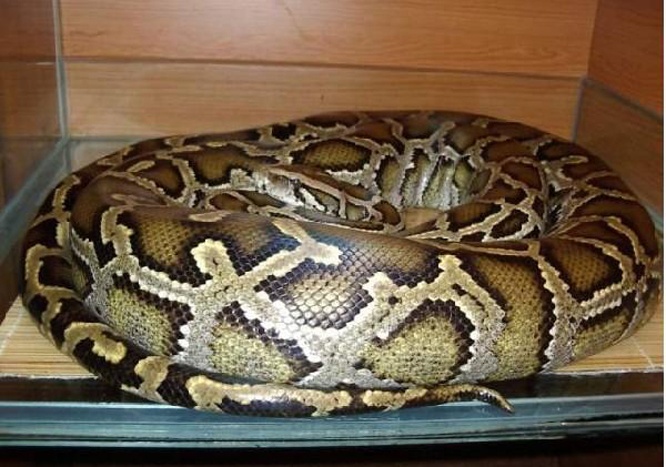 你真的了解缅蟒吗?给大家科普一下