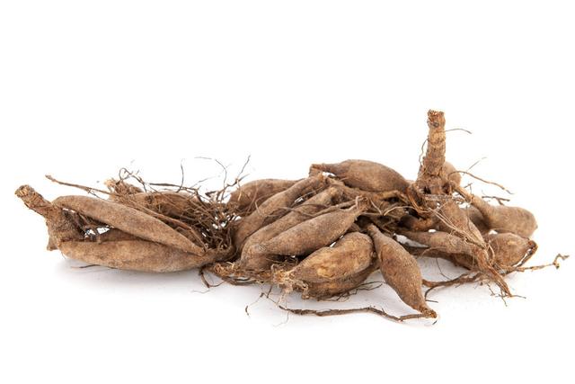 盆栽大丽花茎叶干枯不开花?四步学会块根繁殖,花朵硕大飘香