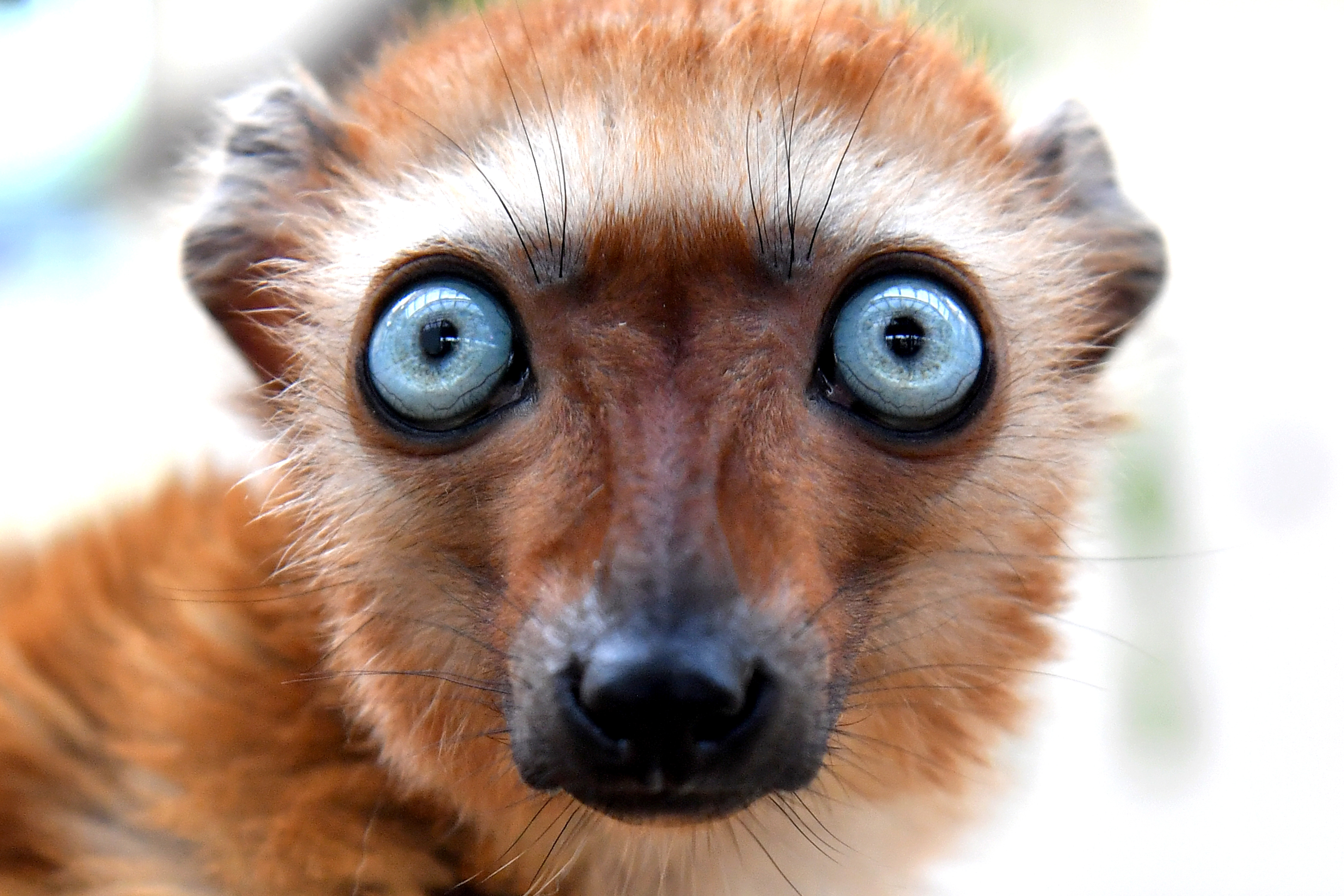 科隆动物园的狐猴(6)