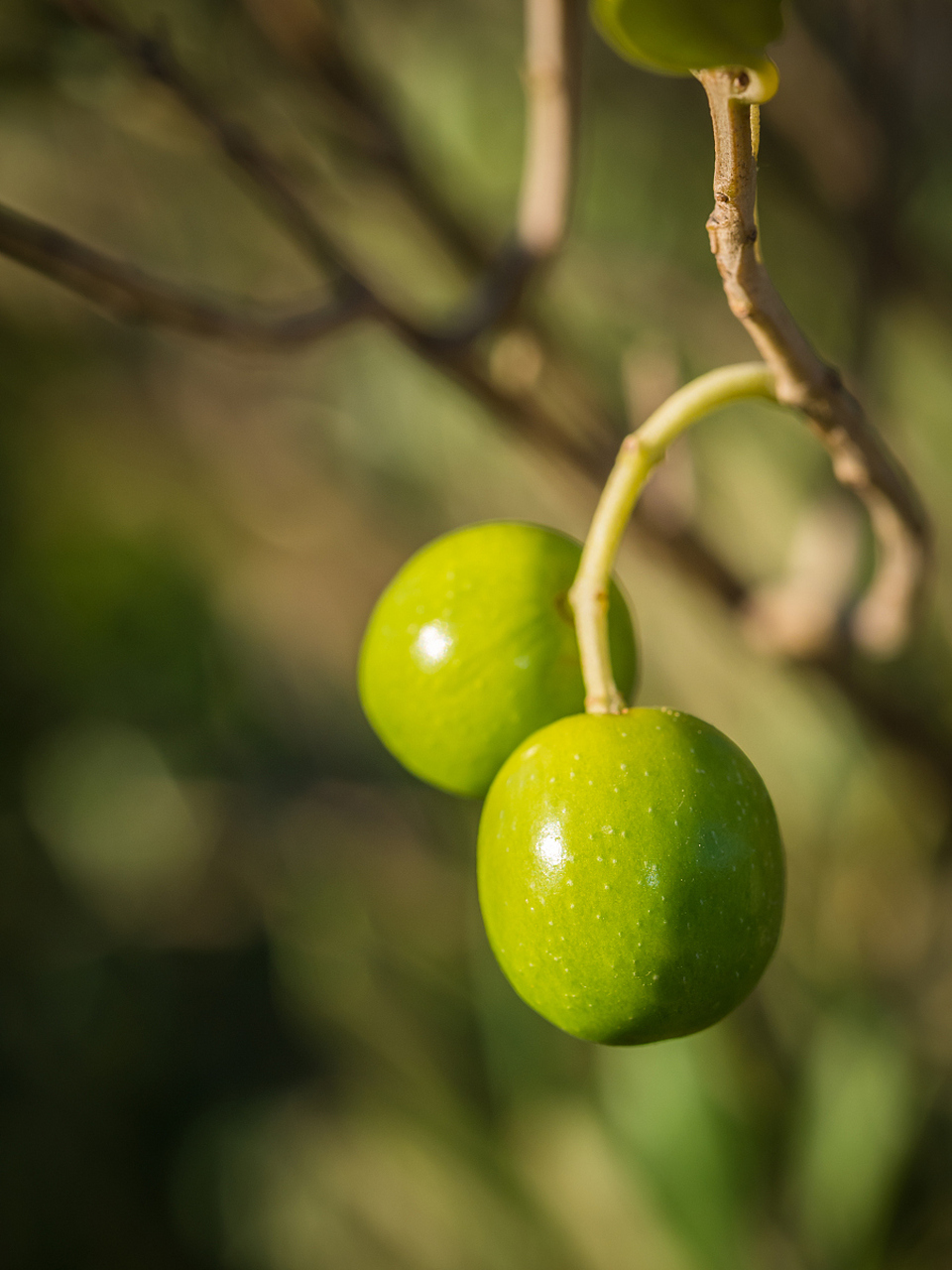 青梅是一种热带水果,原产于中国海南,在东南亚地区,如马来西亚,印度尼