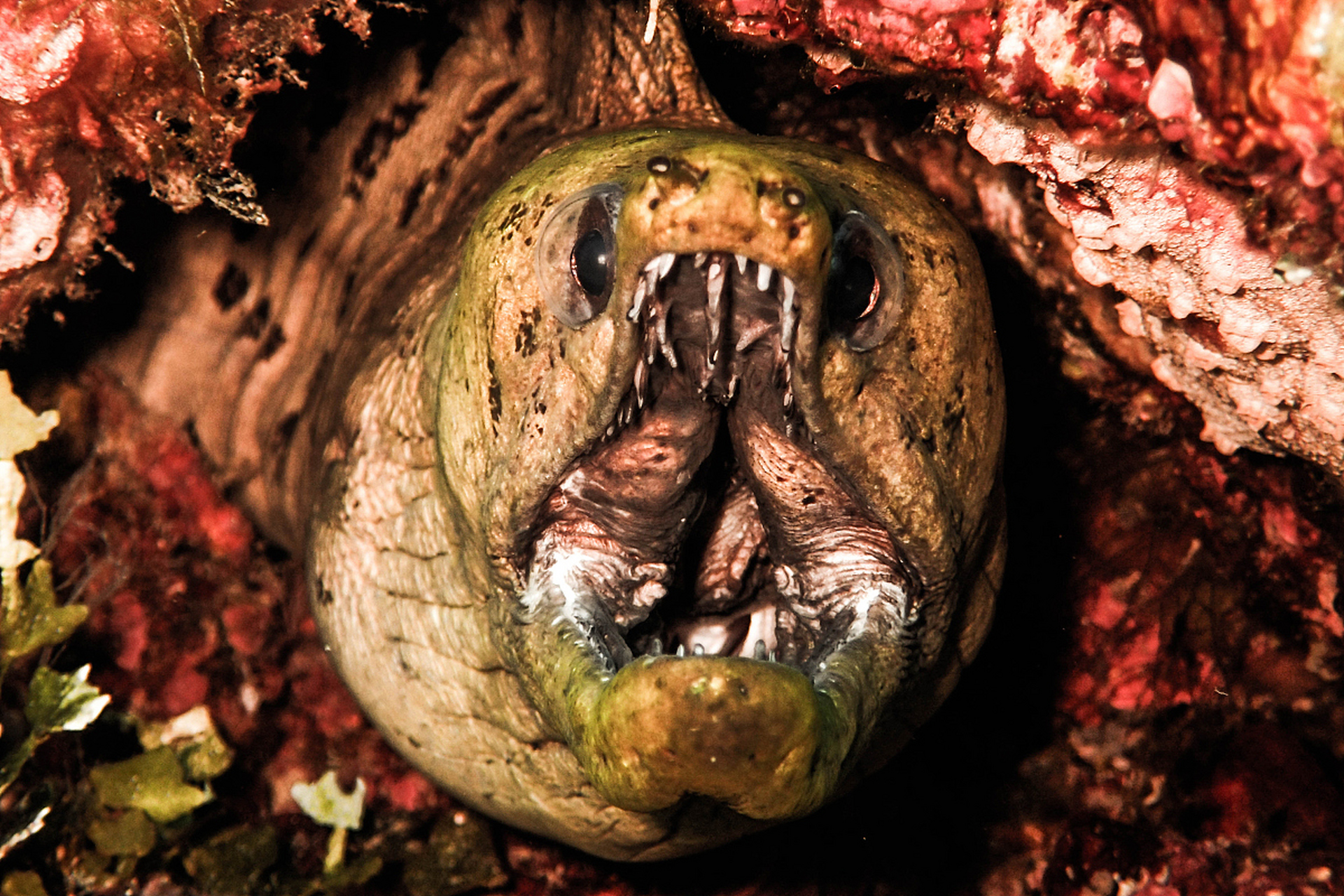 十大恐怖食人虫照片图片