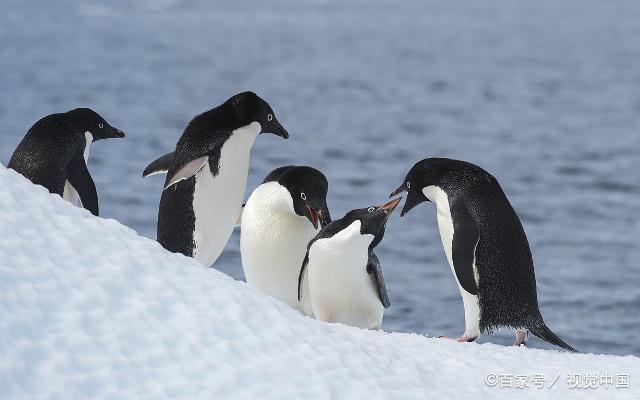幼鸟从孵化到完全独立的期限,在较小的种要2个月,帝企鹅需5个半月,王