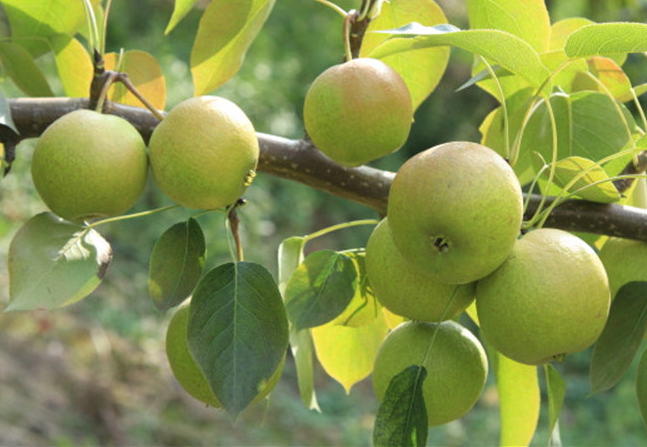 它被誉为"梨中之王",产自北方,名字却叫南果梨,自带酒香味