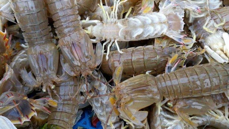 皮皮虾又叫做虾蛄,如何养殖能达到"高产"?这5个方面很关键!