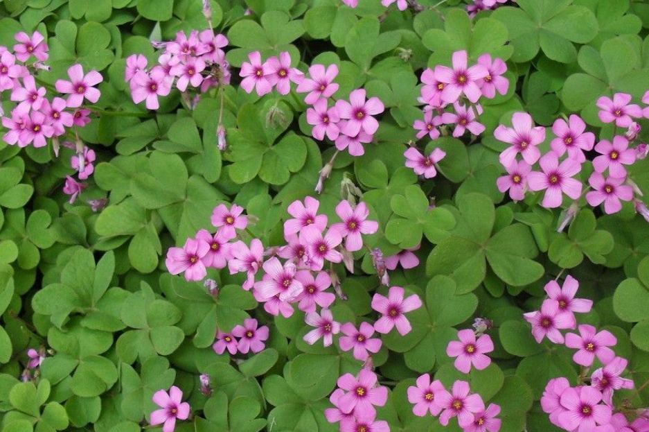 小时候吃过的"酸浆草",下面另有玄机,网友:现在才知道