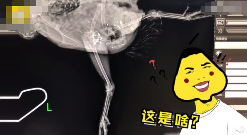 男子花千元给鸡治病 拍x光:朋友送我炖汤 但却养出了感情