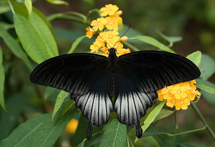 一只半雌半雄的蝴蝶,出现这种情况的几率为万分之一