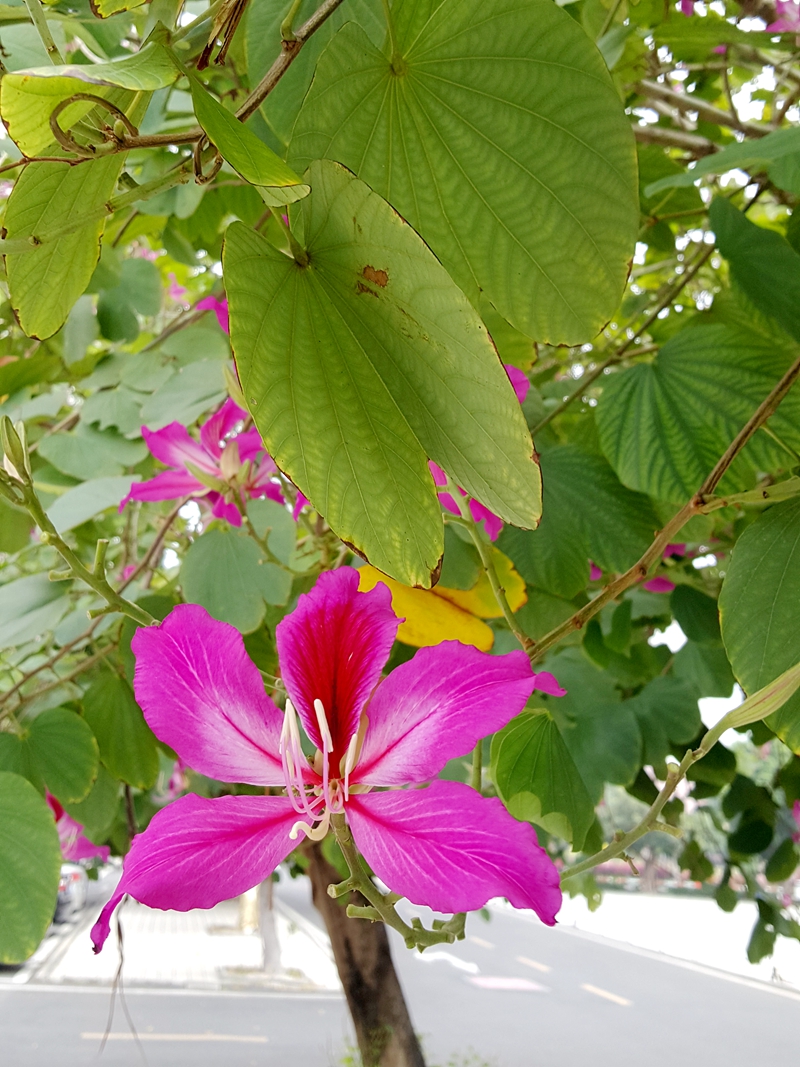 在冬天开放的湛江市花——紫荆花