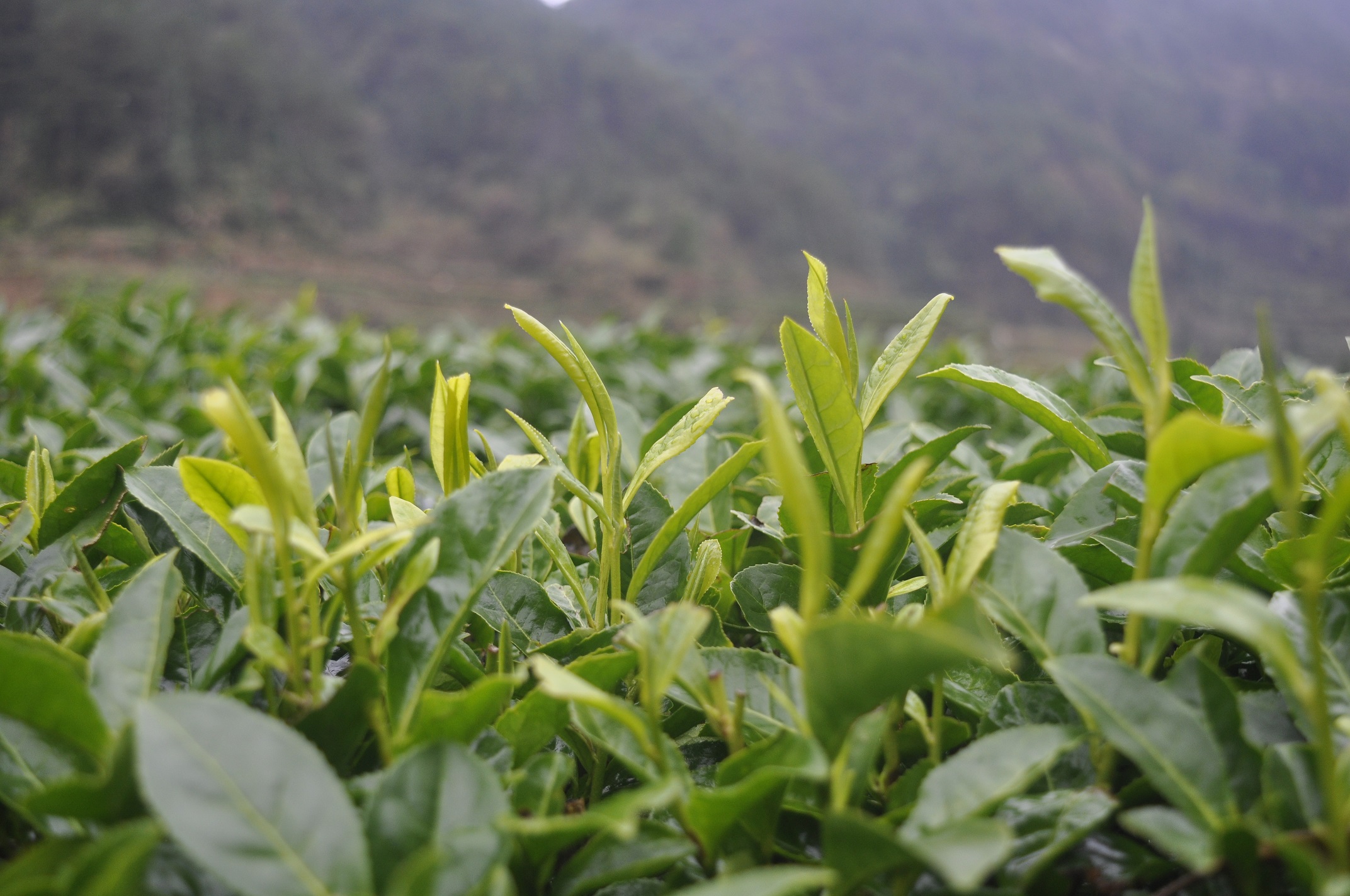 湖南湘西自治州黄金茶
