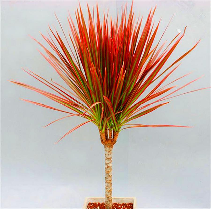 花卉中的大明星千年木,叶片七彩绚烂颜值高,只要4招,枝壮叶美