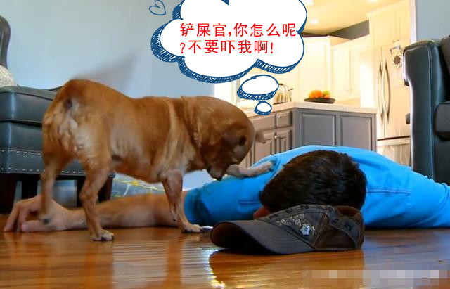 铲屎官装晕倒测试二哈的反应,结果气得直接去厨房拿刀!