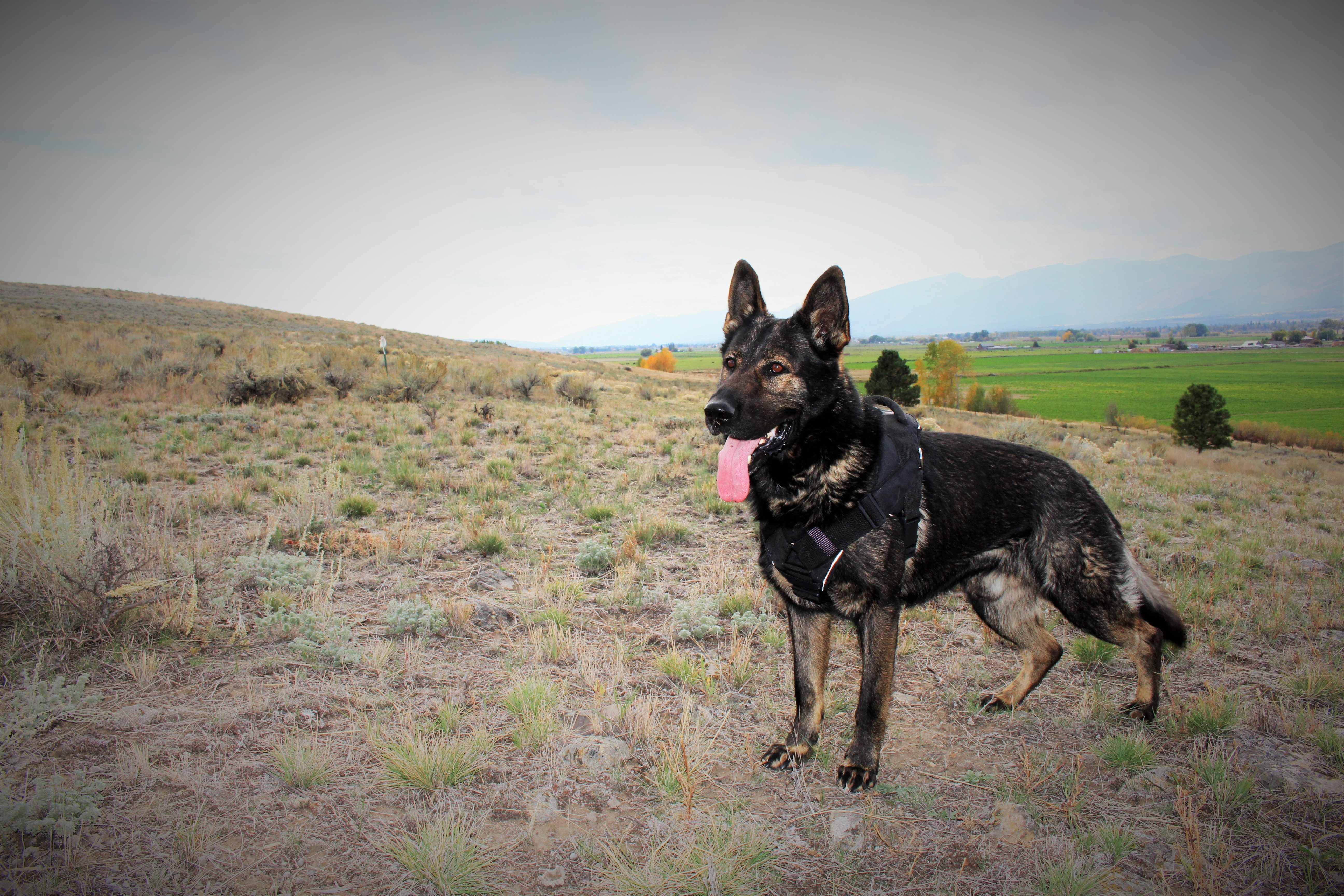 来自大洋彼岸的猛犬,扎根中国倾其所有,它是我们最应感谢的猛犬