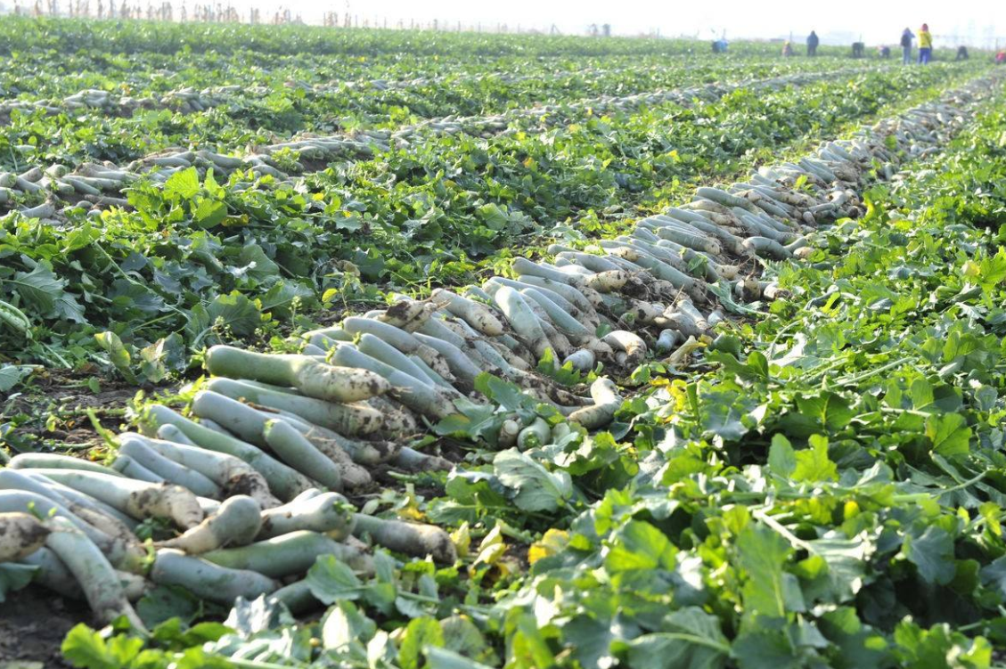 山东蔬菜特产白菜. - 2020年最新商品信息聚合专区 - 百度爱采购