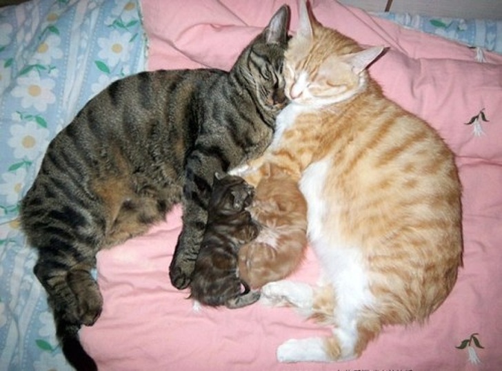 这是爱情的结晶,一只狸花猫和一只橘猫生下了两只抱宝宝,刚好一只是随
