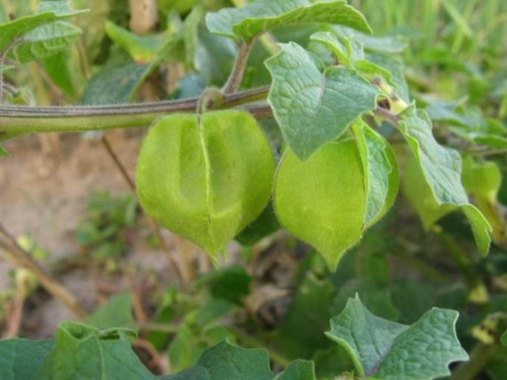 这种野草在我们东北,乡亲们给它起了一个名字叫"咕鸟".