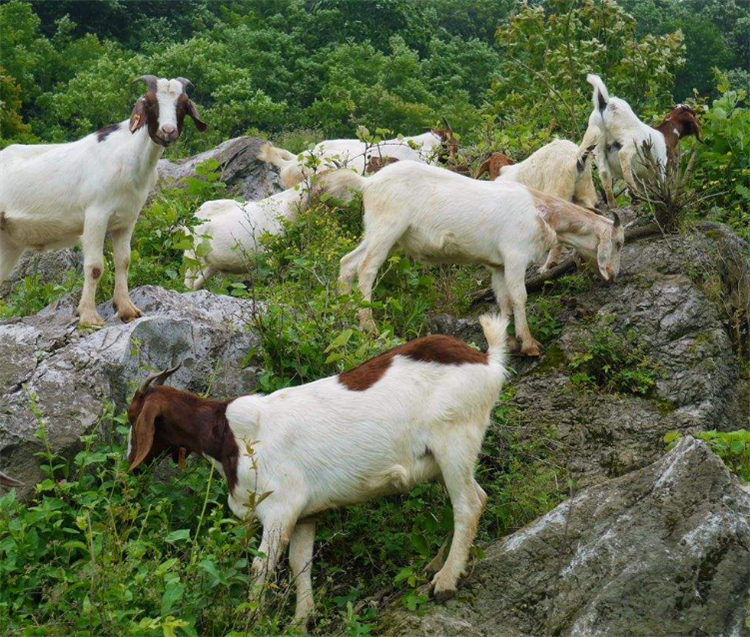 养山羊的时候不能只是放养,也应该提供饲料,天然草料营养有限