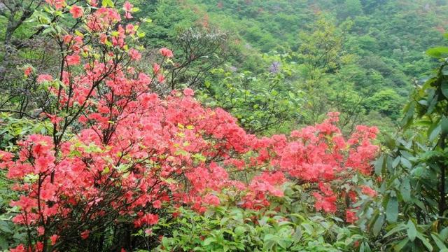 永州阳明山杜鹃图片