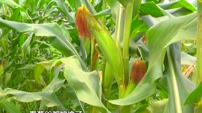 广州农户喷洒灭鼠药的毒玉米被盗并卖出,东莞已追回80斤