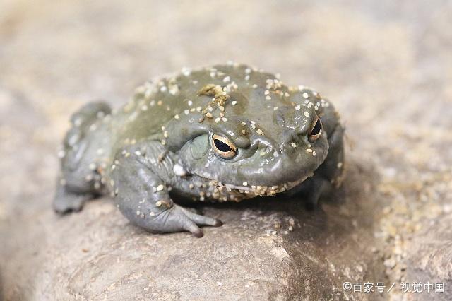 鲨皮蟾蜍,是一种小型蟾蜍,主要栖息于大峡谷草原地带