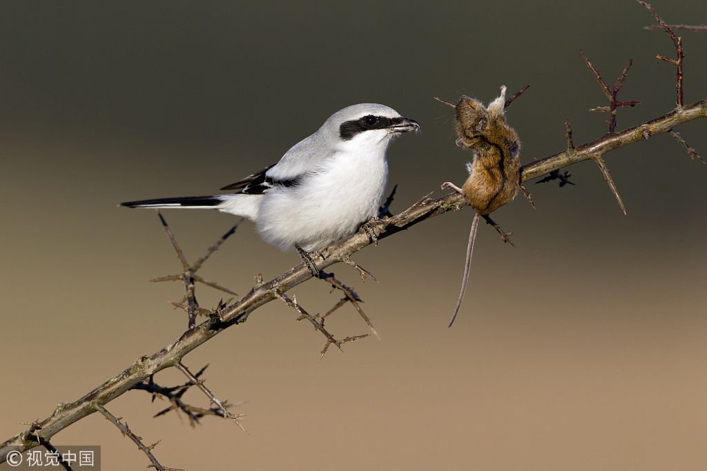 德国:摄影师拍摄冷酷无情"屠夫鸟" 爱把猎物尸体挂树枝上