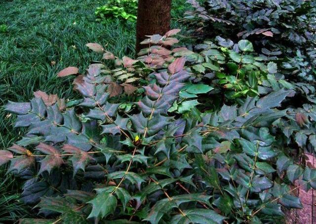 这种草长满刺边,九成人看见绕开走,殊不知很珍贵,名叫十大功劳