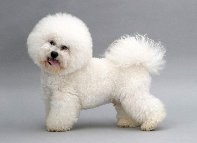 养狗小知识:养比熊犬有3件事一定要做,还有3件事劝你不要做!