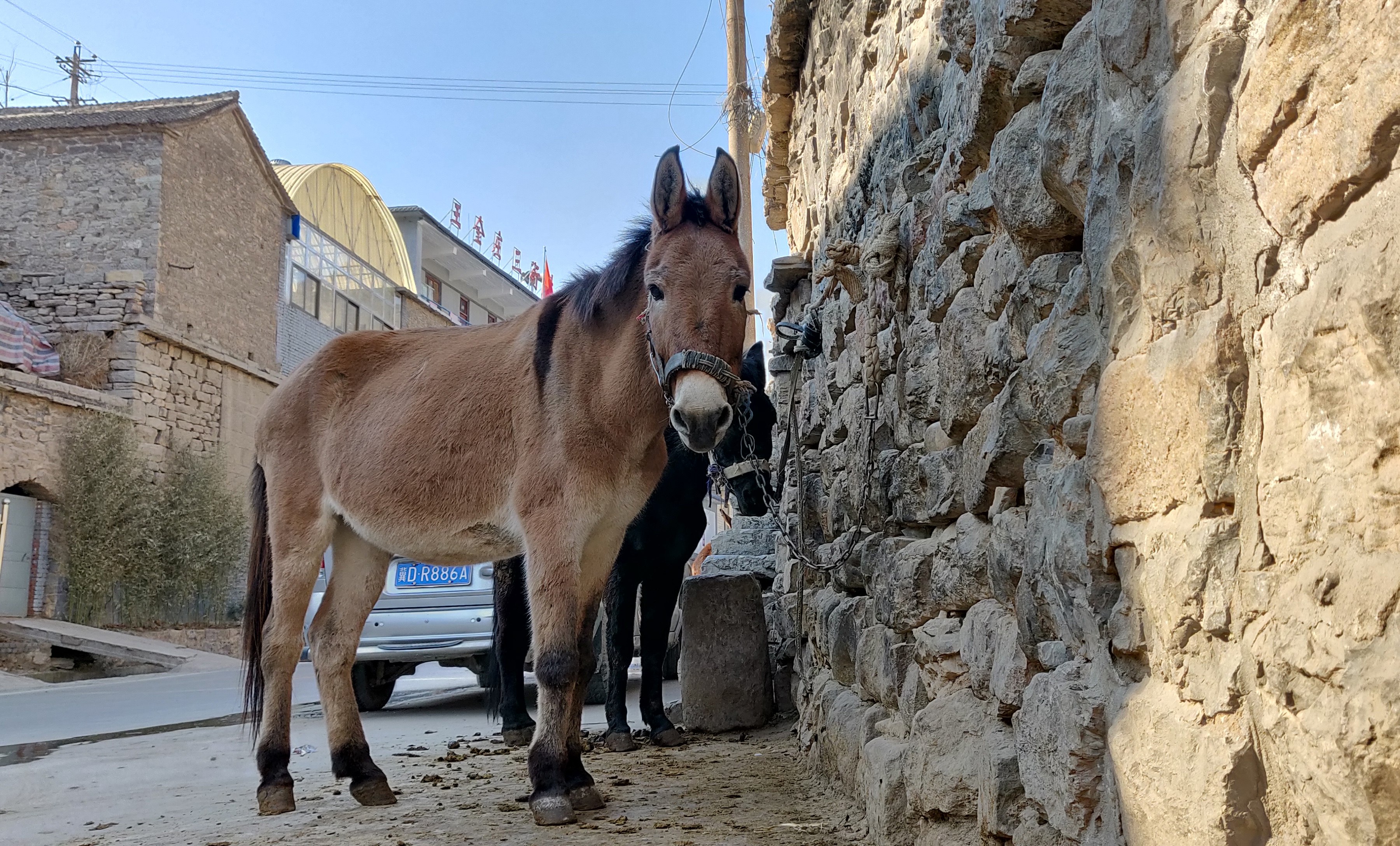 国内驴最多的村子,驴子满街跑,家家户户缺不了