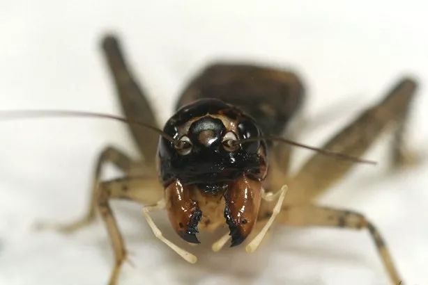 古谱蟋蟀10大奇虫图片图片