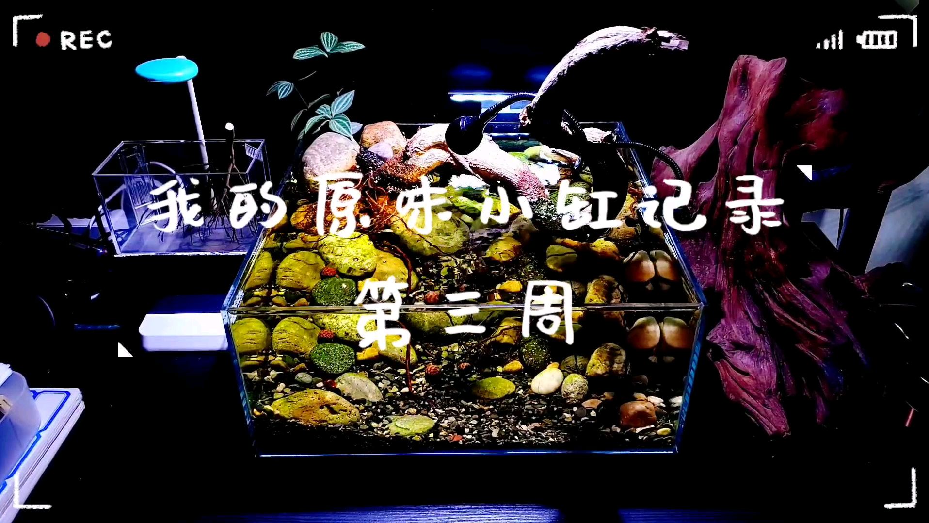 35*35*15h小方缸鹅卵石造景第三周记录