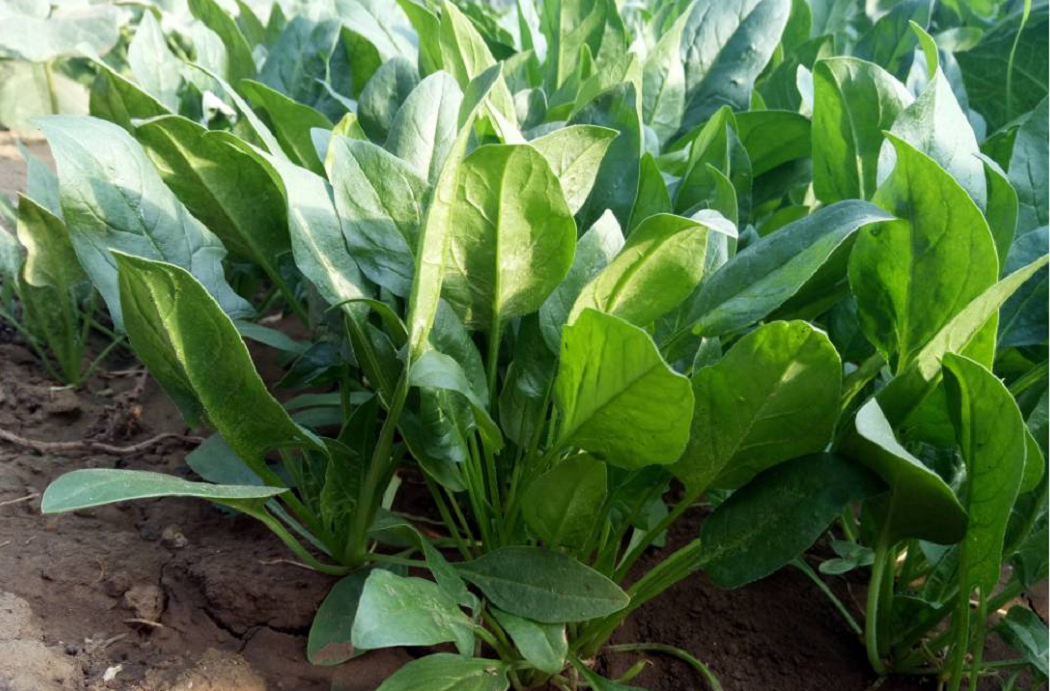 大棚种植菠菜的技术 - 2020年最新商品信息聚合专区 - 百度爱采购