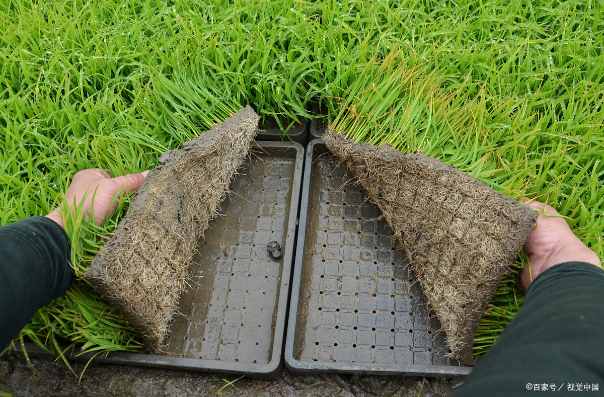 育苗盘 - 热门商品专区