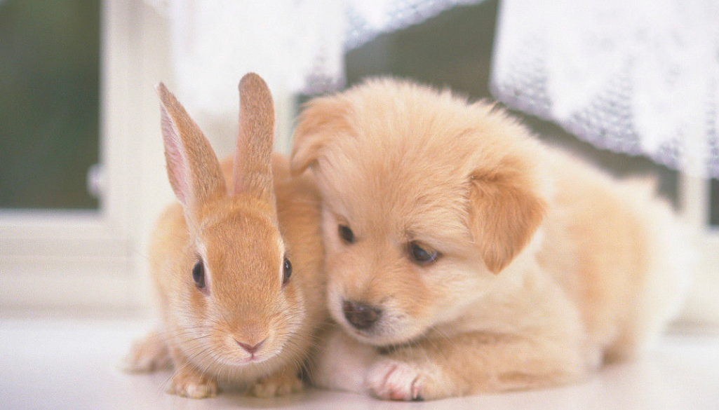 谁说狗和兔子不能一起养,看到友好相处的一面,所有人都想养了