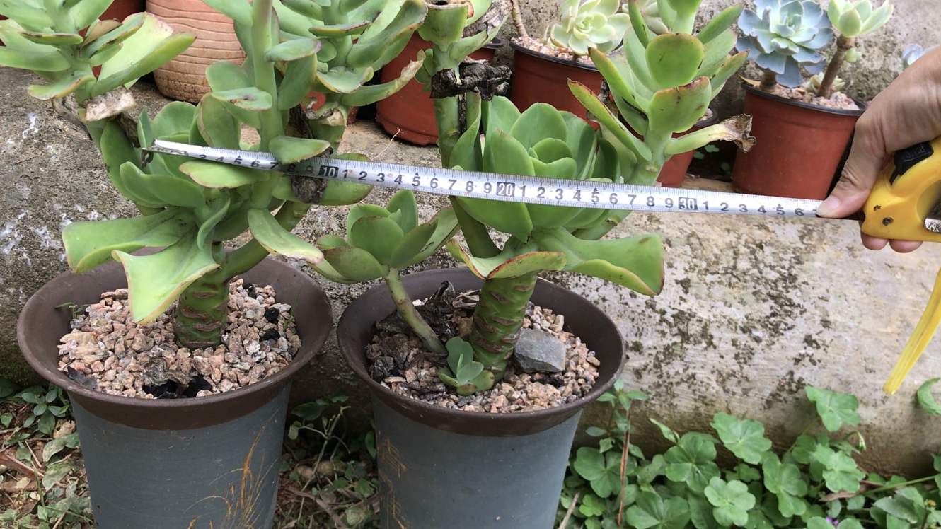 春天多肉疯长有多厉害,多肉柠檬卷一个月长高20厘米