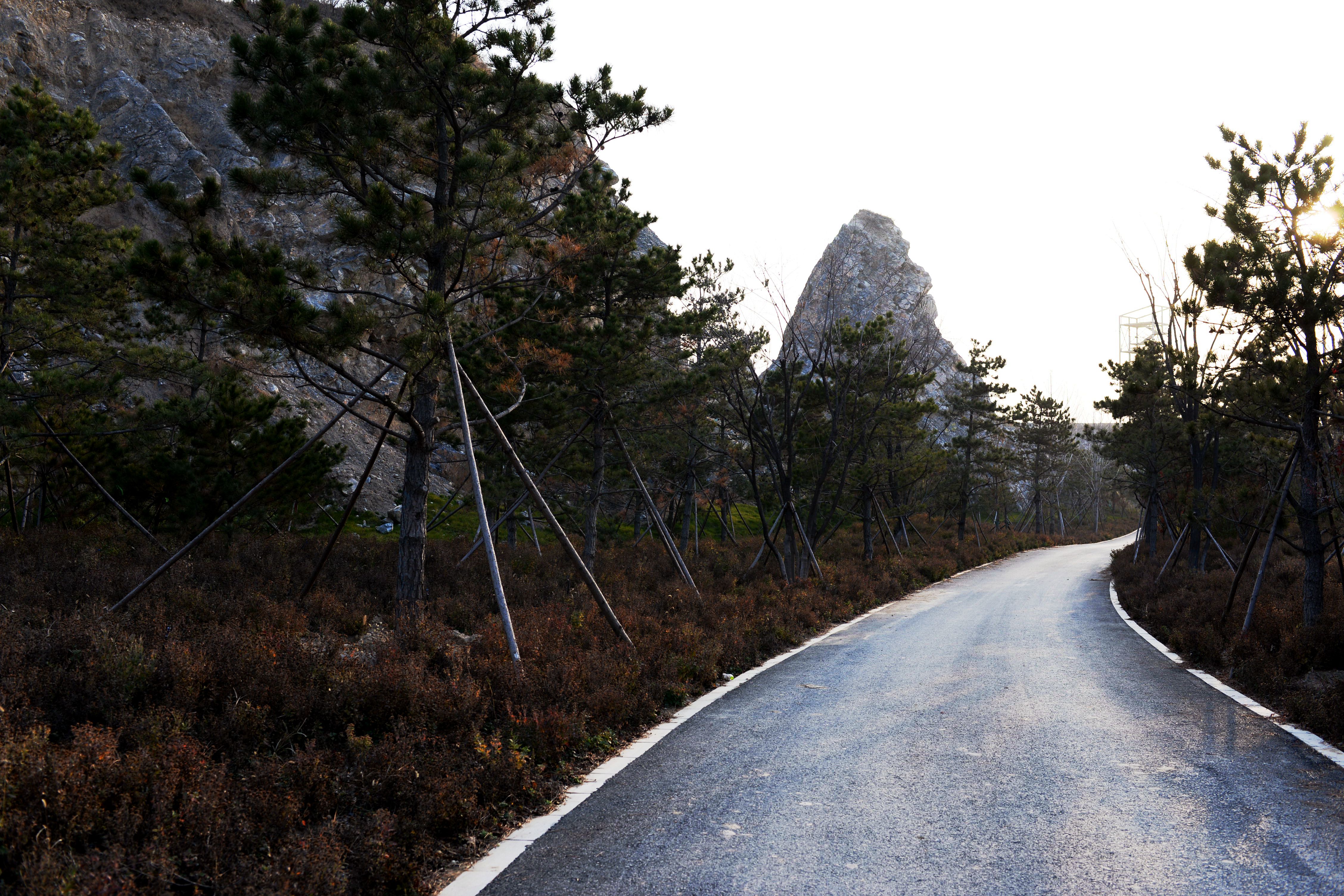 又一个大型森林公园就要开园了!有望成为淄博的"清明上河园"