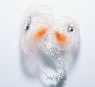 植物艺术结构重组,你看懂了吗?