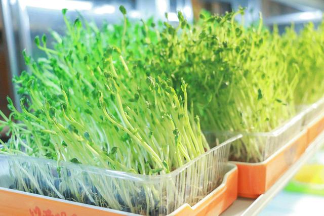 春季最适合吃芽菜,吃黄豆芽,绿豆芽,健脾祛湿,清热减肥好处多