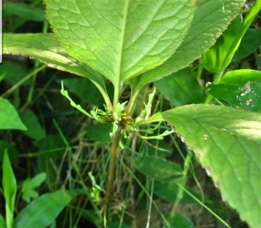 对多穗金粟兰你了解多少?我猜这些你不知道