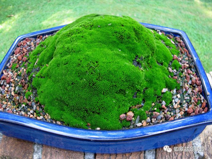 苔藓盆景 卑微而坚强,单纯而执着