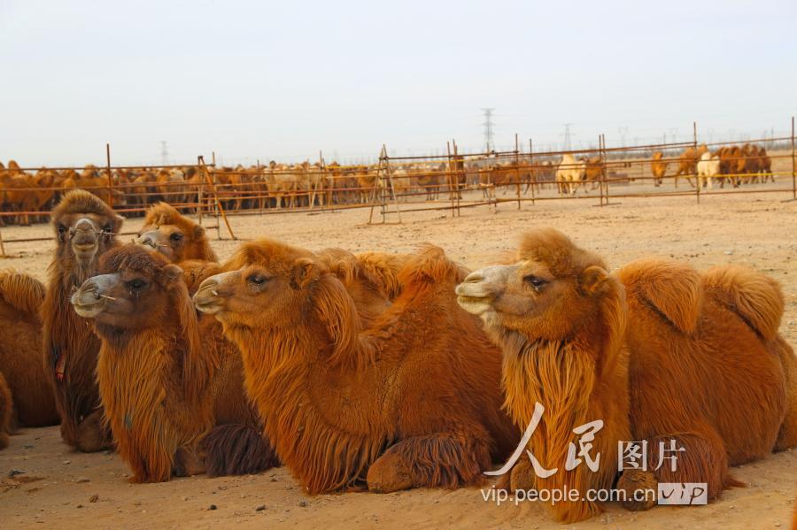 6000峰骆驼齐聚阿拉善 场面震撼壮观