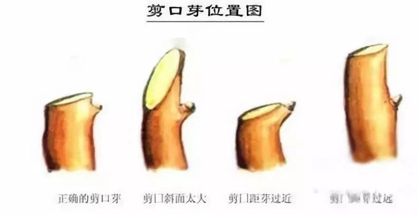 9种花修剪大全,86张示意图,开春养花人必备手册!