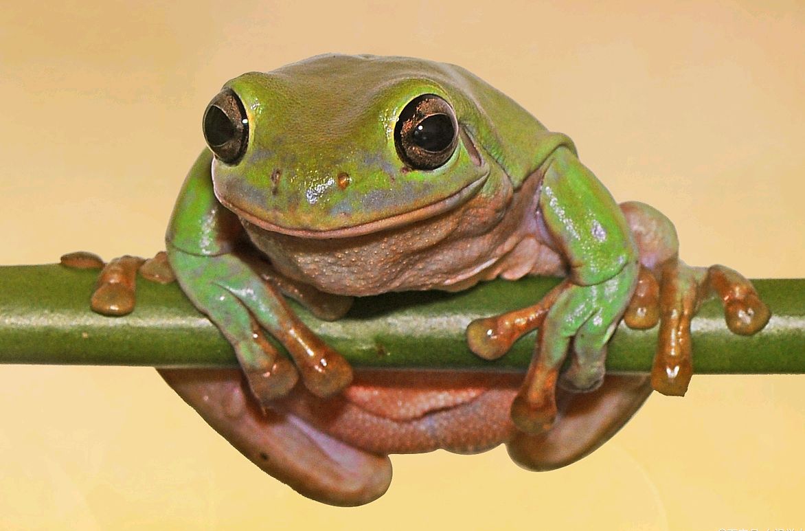 青蛙和蟾蜍的不同命运 frog toad