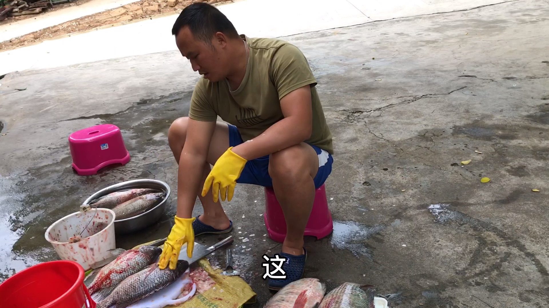 今天杀两条大罗非鱼好过瘾,刮个鱼鳞手都软,你们觉得我刀功怎样