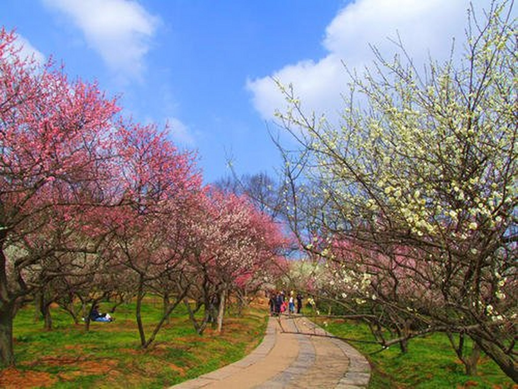 万物皆可云#五一旅游攻略#南京梅花山梅园:梅花山梅园:梅花山位于